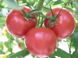 Best 50 Seeds Leviathan Tomato Juicy Vegetable Easy Growing Garden Tomatoe - £3.84 GBP