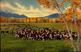 Vintage Linen  Postcard! Cattle On The Range! Albuquerque, New Mexico bk41 - £1.54 GBP