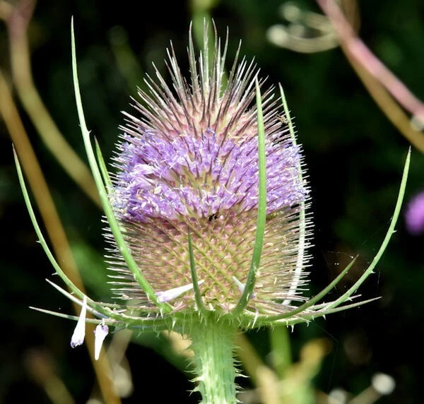 Garden‑Ready 100 purple Teasel Blooms seeds DIPSACUS FULLONUM organic wi... - €2,79 EUR
