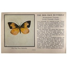 The Dog Face Butterfly 1934 Butterflies Of America Antique Insect Art PC... - £15.61 GBP