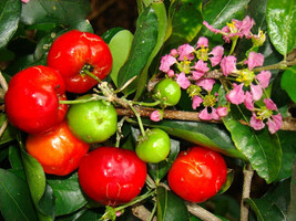 Malpighia Emarginata, BARBADOS CHERRY sweet exotic tropical fruit seed - 5 SEEDS - £7.83 GBP
