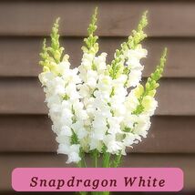 5856 snapdragon white pop thumb200