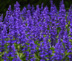 Sage Blue Salvia Farinacea 500 Seeds Garden Beautiful USA Seller - £14.32 GBP