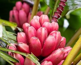 USA Seller 5 Dwarf Pink Banana Velvet Musa Velutina Flowering Fruit Tree Seeds F - £14.12 GBP