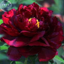 Blackish Red Peony Plant Flower Seeds, 5 seeds, 11-layer petals big blooms garde - £6.25 GBP