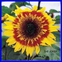 The Joker Sunflower Seeds Loads Of Medium Small Heads 15 Seeds Fresh Seeds Fast  - £14.84 GBP