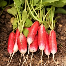 USA SELLER French Breakfast Radish Raphanus Red Pink White Long Radishes Free Sh - £7.94 GBP