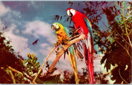 Floridas Colorful Macaws at Parrot Jungle Miami Florida Postcard Posted 1956 - £5.39 GBP
