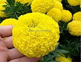 100 pcs Yellow African Marigold French Marigold Seeds FROM GARDEN - £5.16 GBP