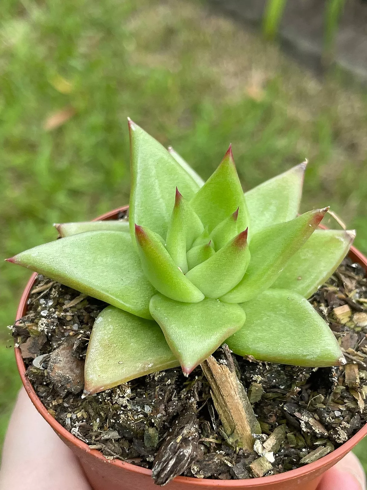 E ineveria agavoides Molded-Wax Agave 3 in Pot - £25.99 GBP