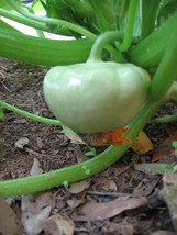 Bloomys 20 Seeds Green Tint Bush Scallop Squash Patty Pan Cucurbita Pepo... - £6.59 GBP