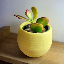 Jade Succulent in Yellow Self-Watering Pot, Live Plant Hummel's Sunset Crassula image 3