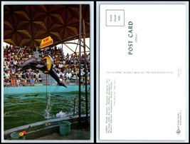 FLORIDA Postcard - Miami Seaquarium, Corky The Porpoise Jumping Thu Hoop F44 - £2.32 GBP