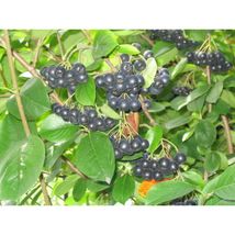 Black Chokeberry (Aronia melanocarpa), 30 seeds WRD16 - $23.17