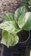 Marble Queen Pothos 4 Leaves in 4&quot; Pots Easy Tropical Indoors/Outdoors plants - £23.97 GBP