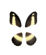 4 pieces papilio zenobia butterfly wings, Africa, matching wings, real, ... - €6,03 EUR