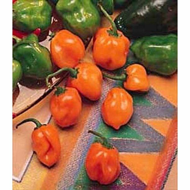 Primary image for 25 Seeds Orange Habanero Peppers Fresh Vegetables Garden