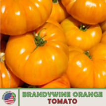  Brandywine Orange Tomato 10 Seeds, Heirloom, Non-GMO, Genuine USA - £9.03 GBP