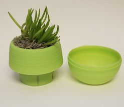 Senecio Succulent in Green Self-Watering Pot, Live Plant Barberton 3" Planter image 2