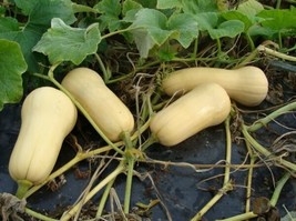 Fresh Garden 25 Waltham Butternut Squash Seeds NON-GMO - $8.99