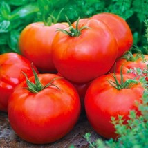 Ace 55 Tomato Seeds 100 Ct Vegetable Fresh Garden Seeds - $4.00