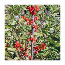 Fresh 20 Autumn Glow Holly Seeds Ilex Autumn Glow Fast Shipping - $11.70