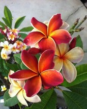 HGBO 5 Seeds Dark Orange Plumeria Seeds Plants Flower Lei Hawaiian Perennial Blo - £6.51 GBP