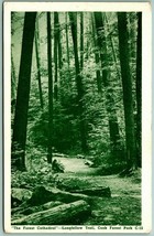Forest Cathedral Longfellow Trail Cooksvile Pennsylvania PA Chrome Postcard D14 - £2.28 GBP