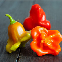 New Fresh 25 Seeds Bishops Crown Pepper Garden Vegetables Planting - $9.68 CAD