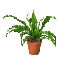 live plant - Bird’s Nest &#39;Victoria&#39; Fern - 4&quot; Pot - gardening - $41.99