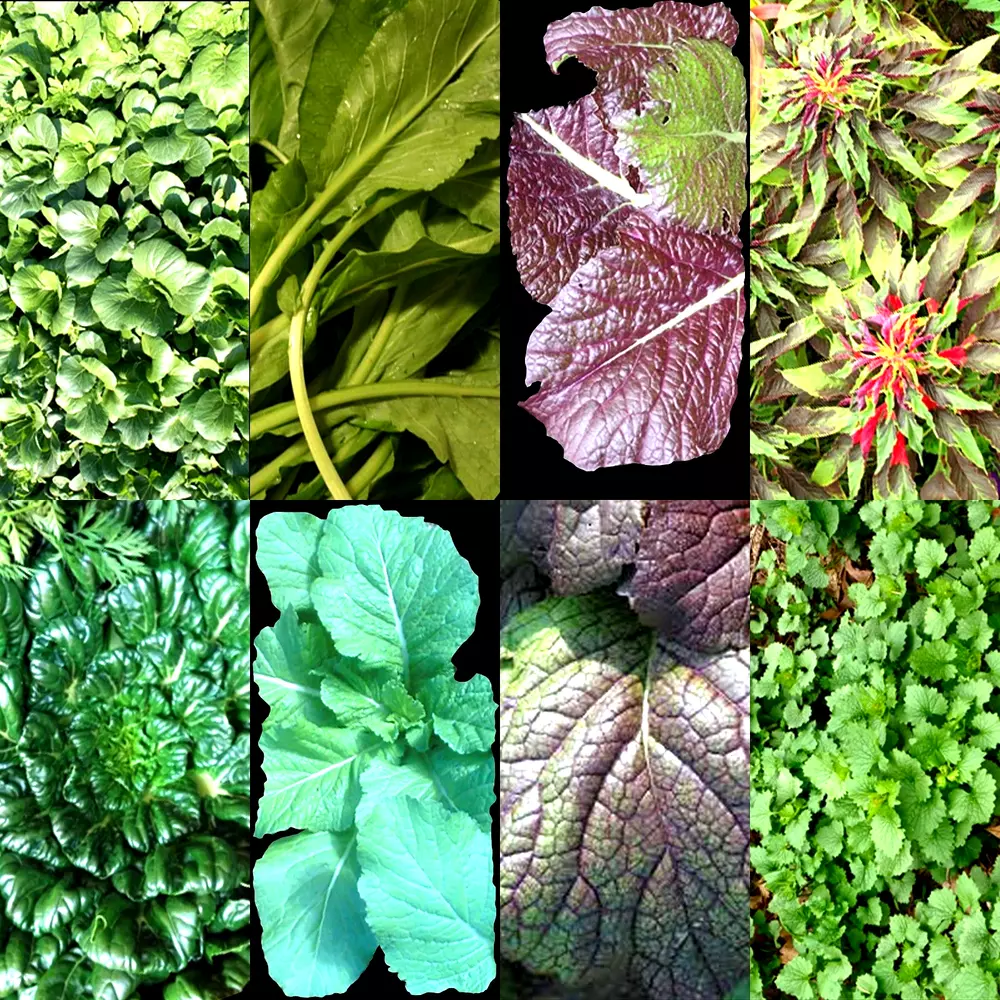 1000+ Asian Leafy Mix Seeds Spring Microgreens Salad Heirloom Non-Gmo Tasty - $5.38