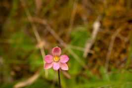 THELYMITRA LUTEOCILIUM AUSTRALIAN TERRESTRIAL ORCHID TUBER - $49.00