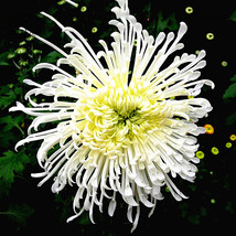 New Fresh White Spider Chrysanthemum Bonsai Flowers 50Pcs Seeds Bonsai Perennial - $3.71