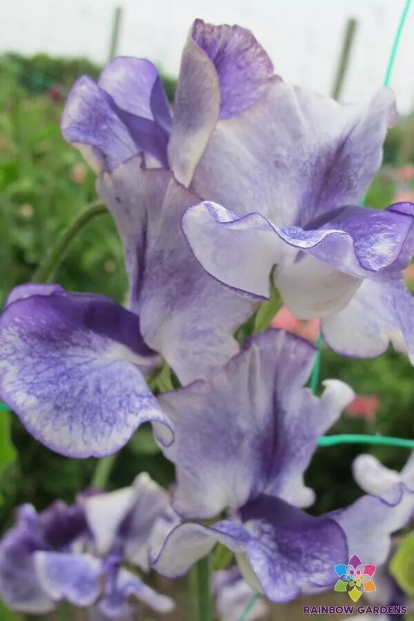 US Seller 50 Frances Kate Sweet Pea Seeds New Fresh - $5.48