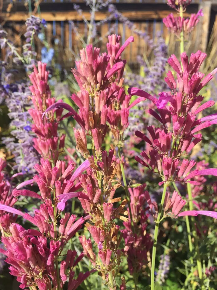 TISSS 100 Seeds Agastache Pink Perennial Organic USA Seller - £7.77 GBP