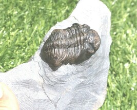 Item image 11