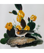 1979 Vesper Sparrow Color Plate Print Audubon Birds Of America Vintage A... - $29.99