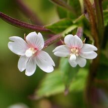 Fresh 100 Cinnamon Willowherb Eastern Purpleleaf Epilobium Coloratum Seeds - $3.50