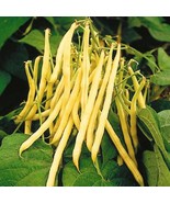 Pencil Pod Black Wax Beans 25 Seeds New Fresh Seeds - $13.50