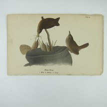 Bird Lithograph Print House Wren after John James Audubon Antique 1890 - $19.99