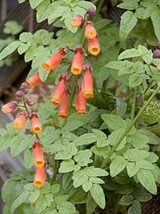 40 Chilean Glory Vine Eccremocarpus Scaber Flower Seeds - $20.85