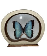 4&quot; The Emperor Blue Morpho Helenor Preserved Butterfly Framed Art Retro ... - $115.95 CAD