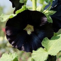 Alcea Rosea Nigra Hollyhock Classic English Cottage Watchman Deep Red Purple Flo - £12.47 GBP