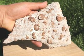 Douvilleiceras Gastropods Fossil Plate Cretaceous From Morocco Authentic - $38.61