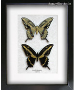 Papilio Cresphontes Rumiko Western Swallowtail Butterflies Entomology Sh... - $148.04 CAD