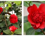 PROFESSOR SARGENT Camellia Japonica Live STARTER Plant FULL RUBY RED BLOOMS - £40.84 GBP