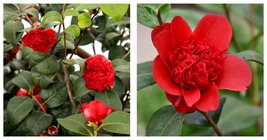 Professor Sargent Camellia Japonica Live Starter Plant Full Ruby Red Blooms - £41.51 GBP