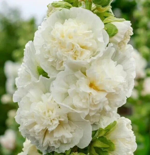 Fresh New Hollyhock Chaters Double White Peony Flowers Biennial 45 Seeds - £10.22 GBP