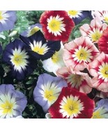 VCS Ensign Mix Morning Glory 50 Seeds Convolvulus Tricolor Great For Pla... - $20.30 CAD