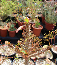 An item in the Home & Garden category: Euphorbia sp NOVA aff PERRIERI, exotic madagascar rare bonsai cacti seed 5 seeds